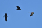 Turmfalke