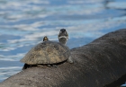 Terekay-Schienenschildkröte