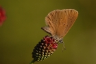 Dunkler Wiesenknopf-Ameisenbläuling