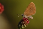 Dunkler Wiesenknopf-Ameisenbläuling