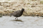 Dunkler Wasserläufer