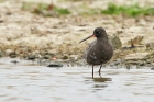 Dunkler Wasserläufer