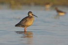 Dunkler Wasserläufer