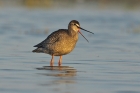 Dunkler Wasserläufer