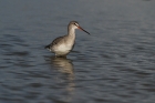 Dunkler Wasserläufer