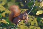 Eichhörnchen