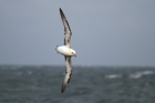 Eissturmvogel