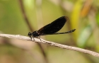 Euphaea masoni