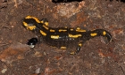 Feuersalamander