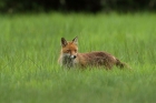 Rotfuchs
