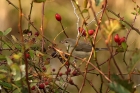 Gartengrasmücke