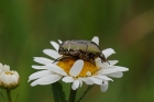 Goldglänzender Rosenkäfer