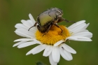 Goldglänzender Rosenkäfer