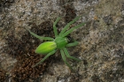 Grüne Huschspinne