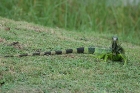 Grüner Leguan