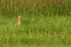 Großer Brachvogel