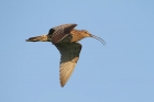 Großer Brachvogel