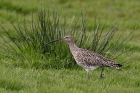 Großer Brachvogel