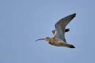 Großer Brachvogel