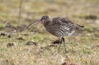 Großer Brachvogel