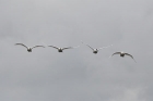 Höckerschwan