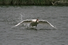 Höckerschwan