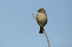 Haussperling