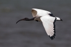 Heiliger Ibis