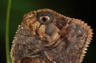 Helmleguan