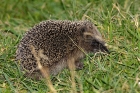 Igel