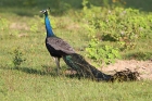 Pfau