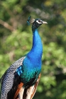 Pfau