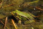 Kleiner Wasserfrosch