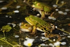 Kleiner Wasserfrosch