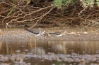 Graubrust-Strandläufer