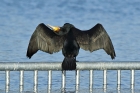 Kormoran