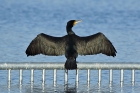 Kormoran