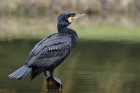 Kormoran