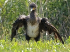 Kormoran