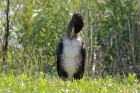 Kormoran