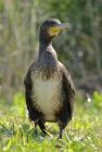 Kormoran