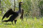 Kormoran