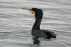 Kormoran