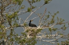 Kormoran