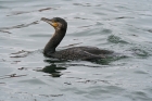 Kormoran