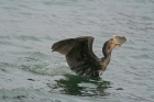 Kormoran