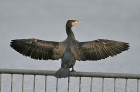 Kormoran