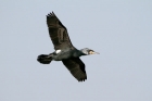 Kormoran