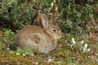 Europäisches Wildkaninchen