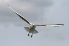 Lachmöwe